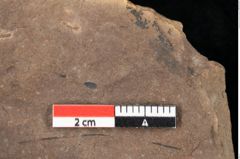 Foto (Detailansicht) von Pinus palaeostrobus Ettingshausen (NHMW-GEO-2024-0188-0210)